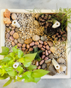 Coffee Table Planting Kit - Bloom